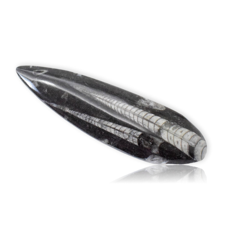 Orthoceras
