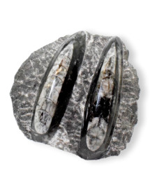 Orthoceras