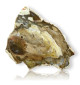 Tranche de bois fossilisé