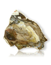 Tranche de bois fossilisé
