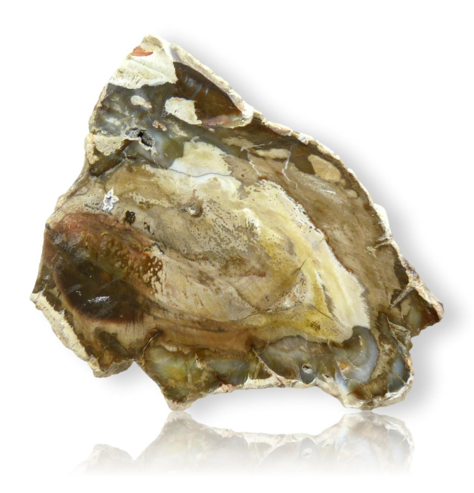 Tranche de bois fossilisé Tranche de bois fossilisé