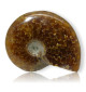 Ammonite entière polie