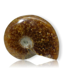 Ammonite polie