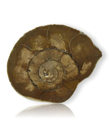 Ammonite polie