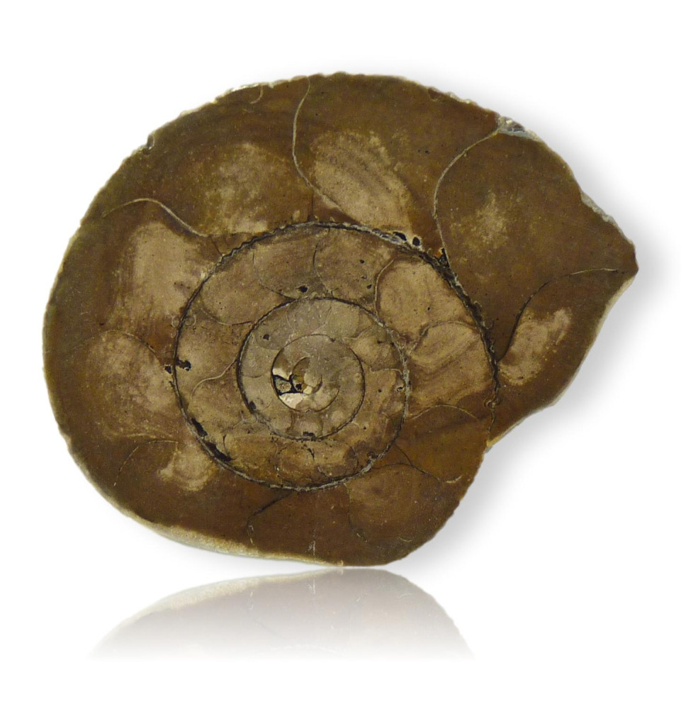 Ammonite polie