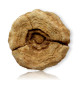 Fossile de Stromatolite du Maroc