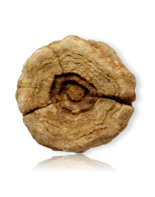 Fossile de Stromatolite du Maroc