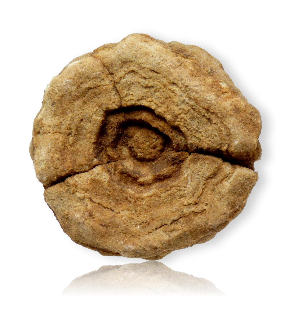 Fossile de Stromatolite du Maroc