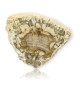 Tranche de bois fossilisé
