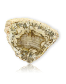 Tranche de bois fossilisé