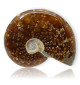 Ammonite entière polie