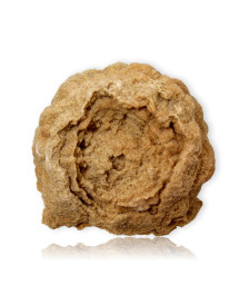 Fossile de Stromatolite du Maroc