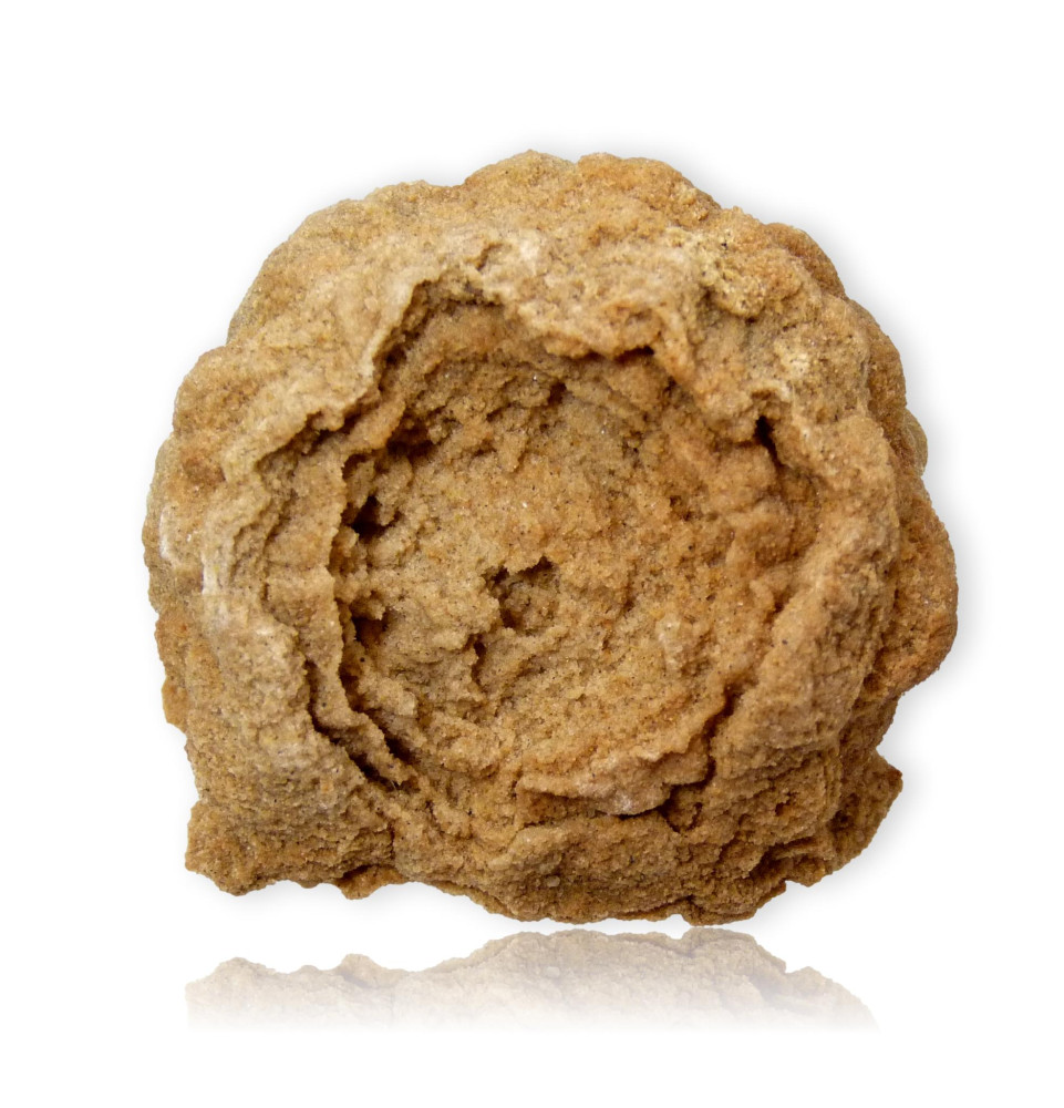 Fossile de Stromatolite du Maroc