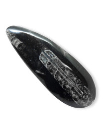 Orthoceras