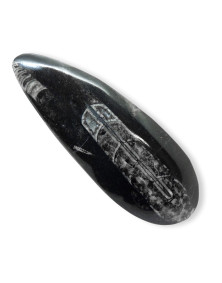 Orthoceras