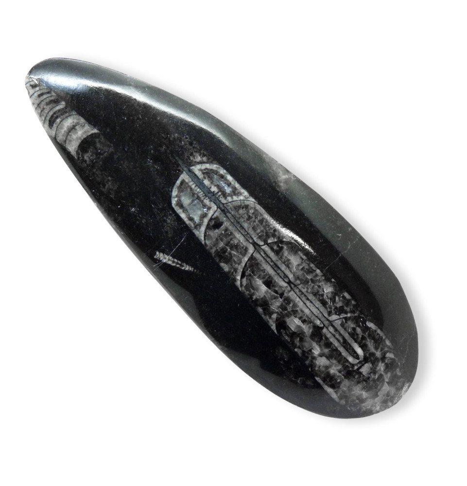 Orthoceras