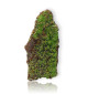 Conichalcite