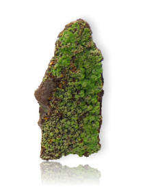 Conichalcite