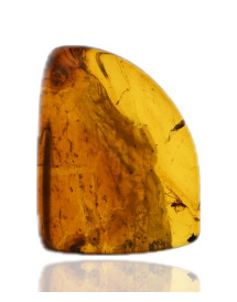 Ambre avec inclusions