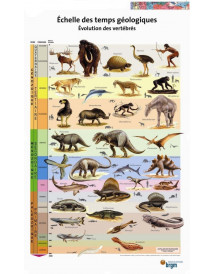 Affiche évolution des vertébrés