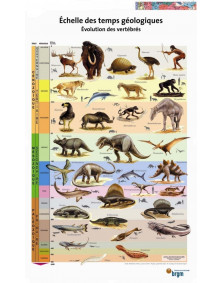 Affiche évolution des vertébrés