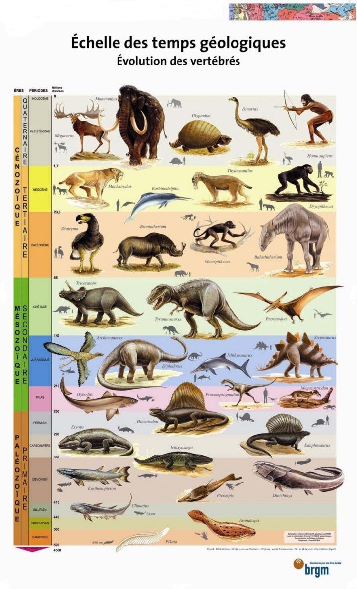 Affiche évolution des vertébrés