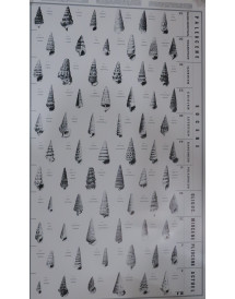 Poster "Cerithes" cenozoÏques