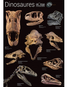 Poster de fossiles de dinosaures