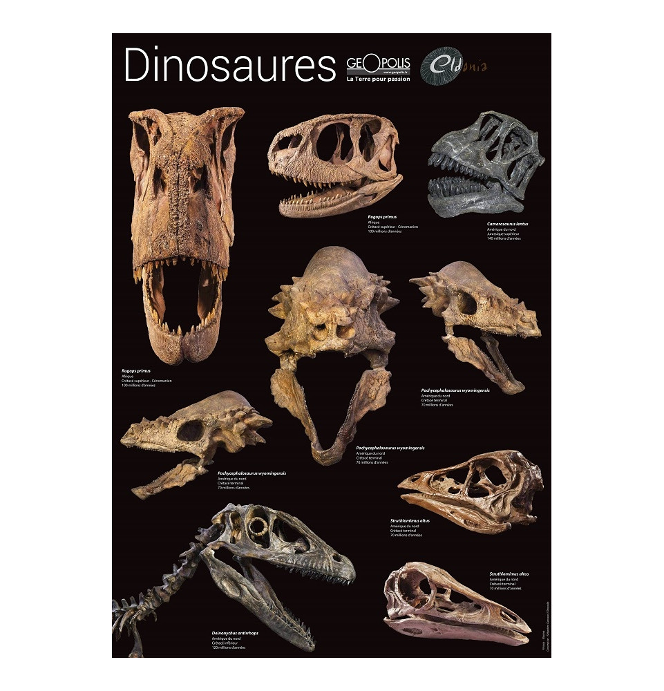 Poster de fossiles de dinosaures