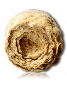 Stromatolite du Maroc