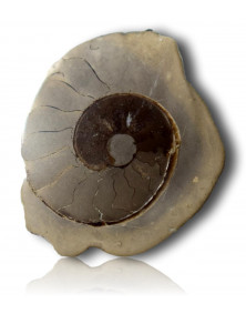 Ammonite polie