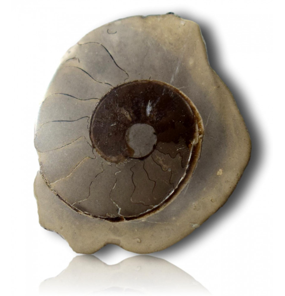 Ammonite polie