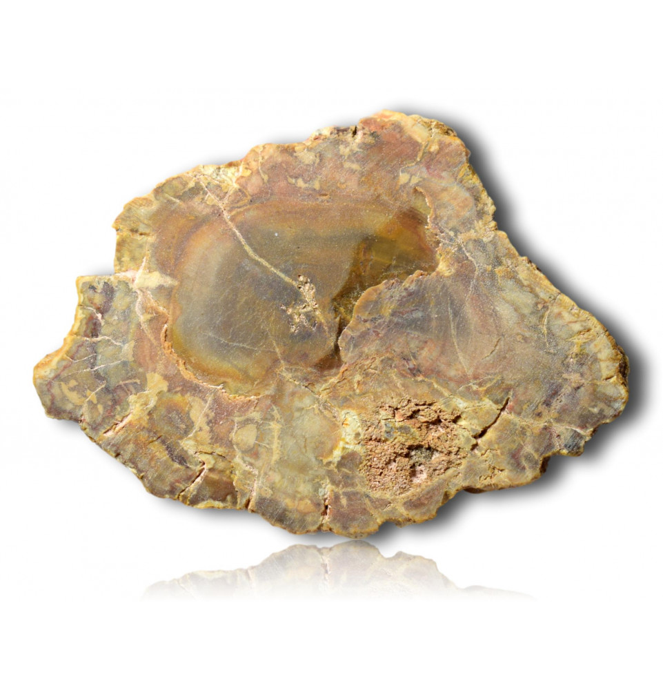 Tranche de bois fossilisé Tranche de bois fossilisé